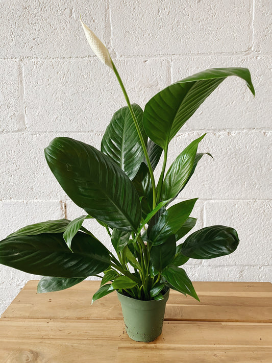 4" Peace Lily