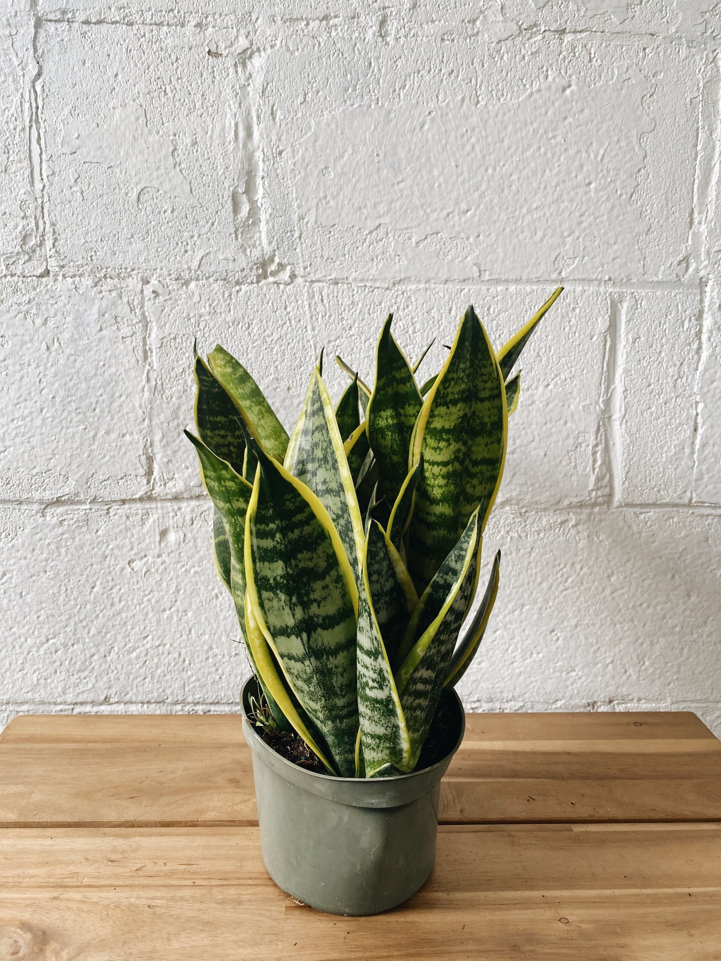 6" Sanseveria (yellow hues)