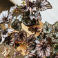 4" Rex Begonia (Purple)