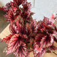 4" Rex Begonia (pink)