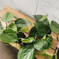 4" Philodendron Green