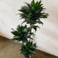 8" Janet Craig Cane Plant