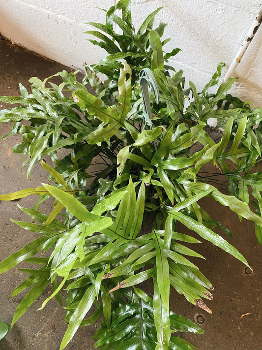 10" Aglamorpha Hanging Basket