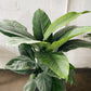 10" Sensation Spathiphyllum