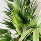 10" Chinese Fan Palm