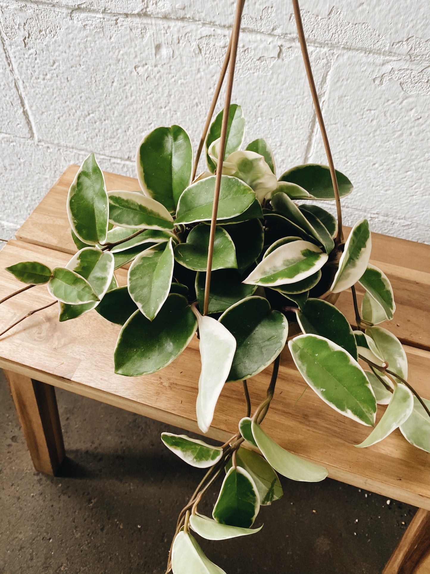 6" Hoya Hanging Basket (white hues)