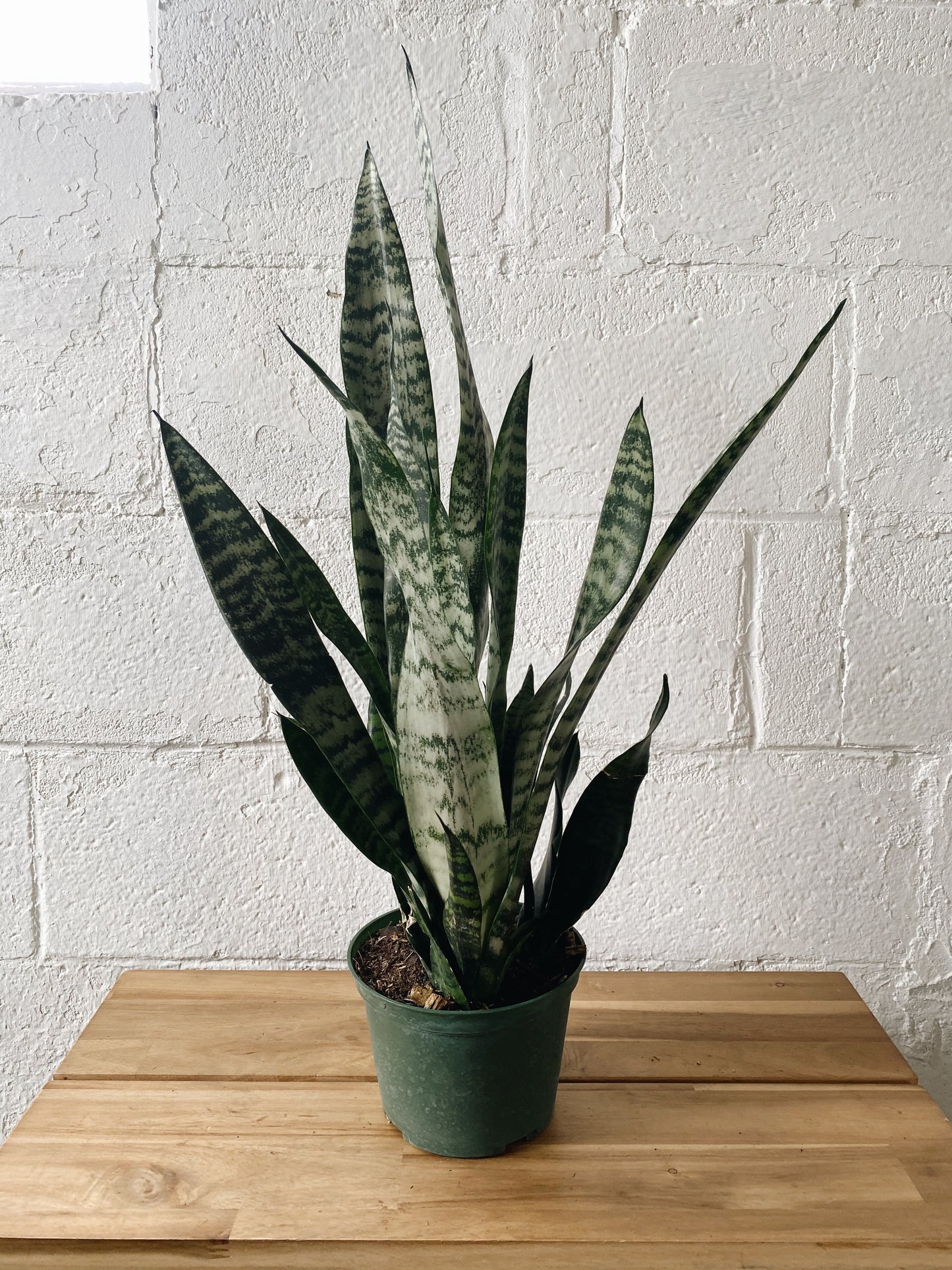 6" Sanseveria (green)