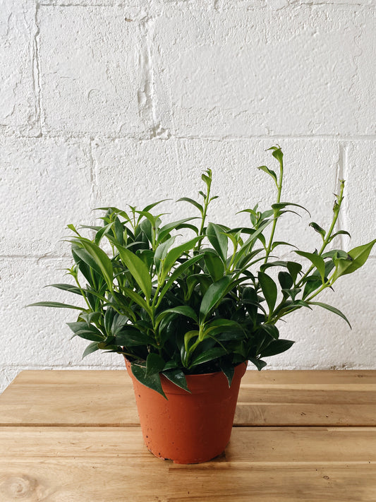 6" Lipstick Plant