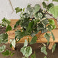 6" Ivy Plant