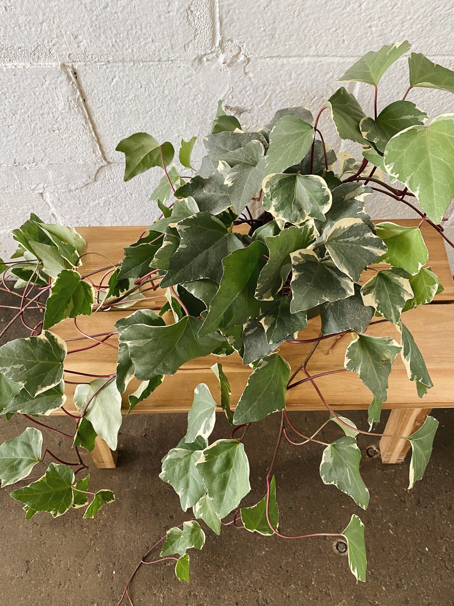 6" Ivy Plant