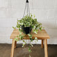 8" Pearls & Jade Hanging Basket