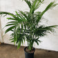 8" Majesty Palm