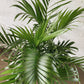 8" Majesty Palm