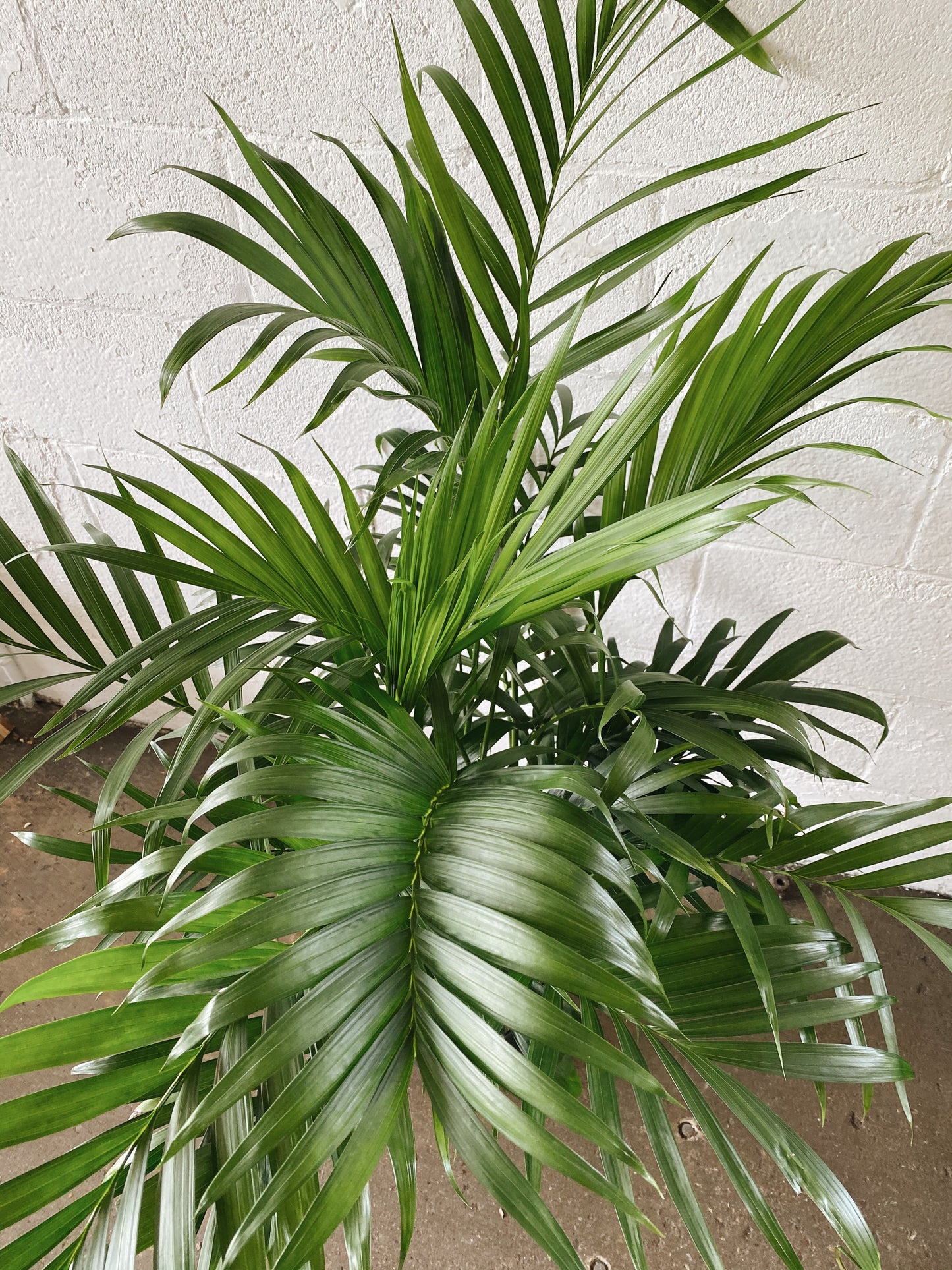8" Majesty Palm