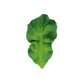 Kendall the Kale