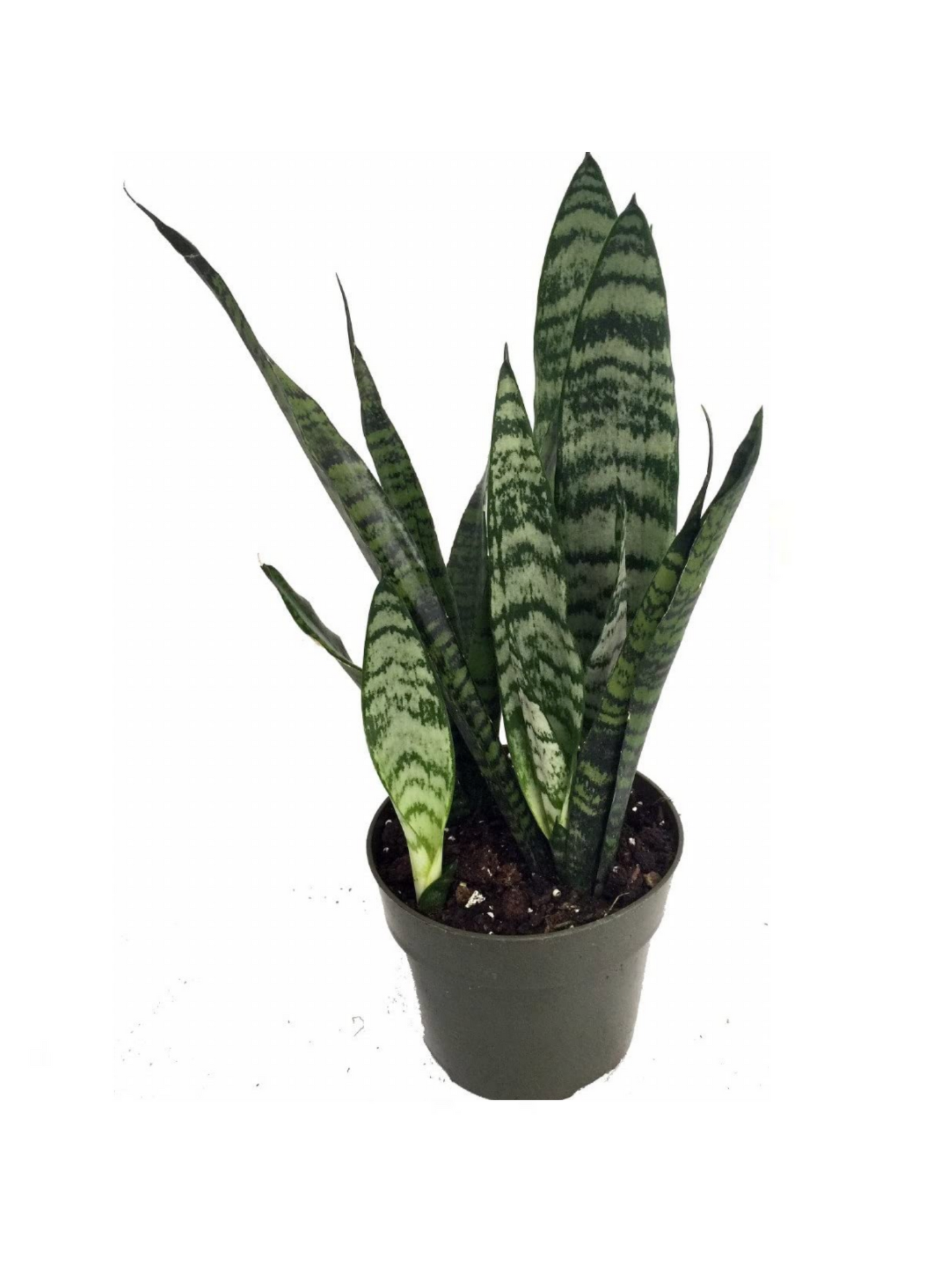 4" Snake Plant (Sanseveria)