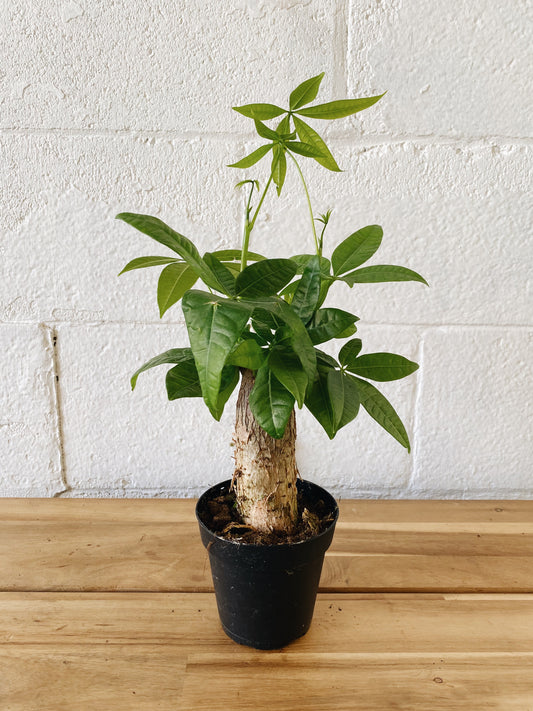 4” Money Tree