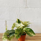 4” Marble Queen Pothos