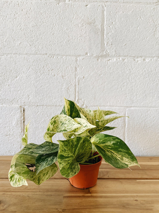 4” Marble Queen Pothos