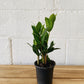 4" ZZ (Zamioculcas Zamiifolia)