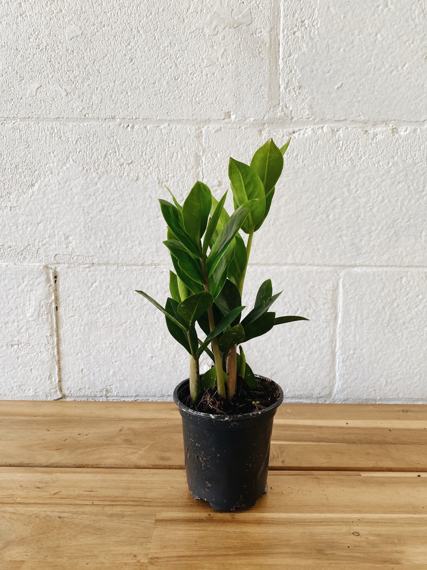 4" ZZ (Zamioculcas Zamiifolia)