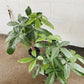 6” Money Tree