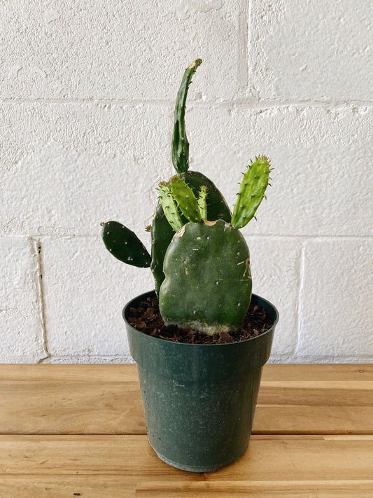6” Cactus