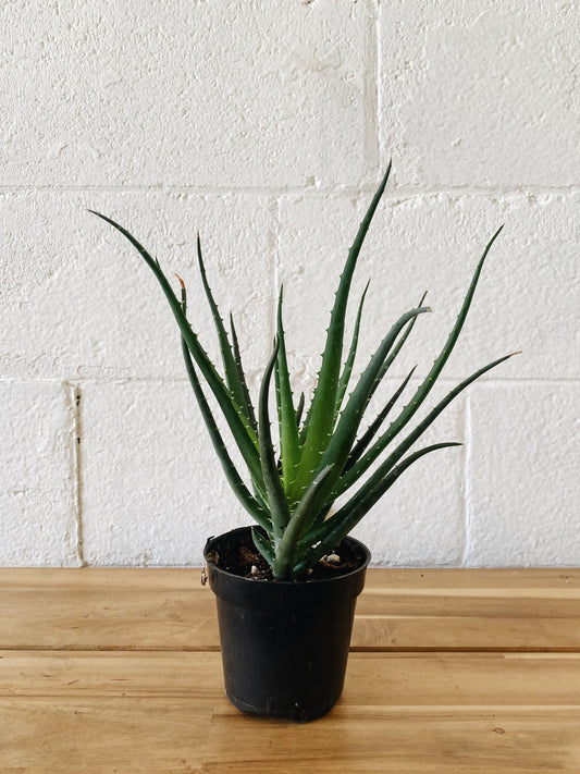 4” Aloe Vera