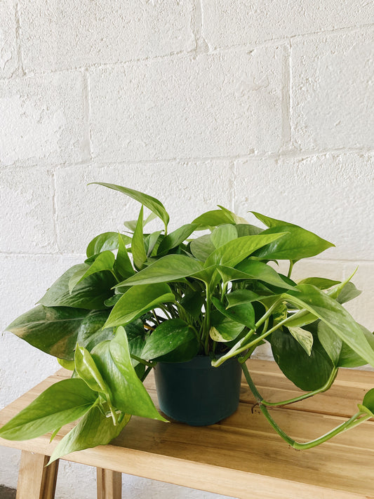 6” Pothos