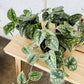 4” Scindapsus Satin Pothos
