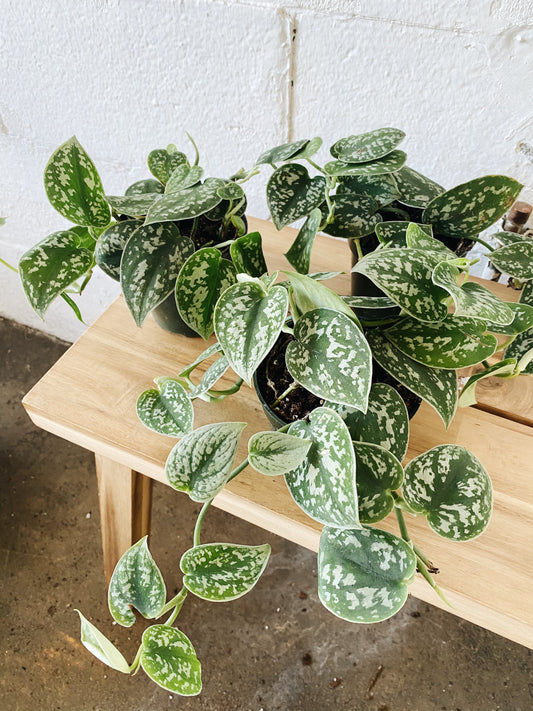 4” Scindapsus Satin Pothos