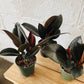 4” Rubber Plant