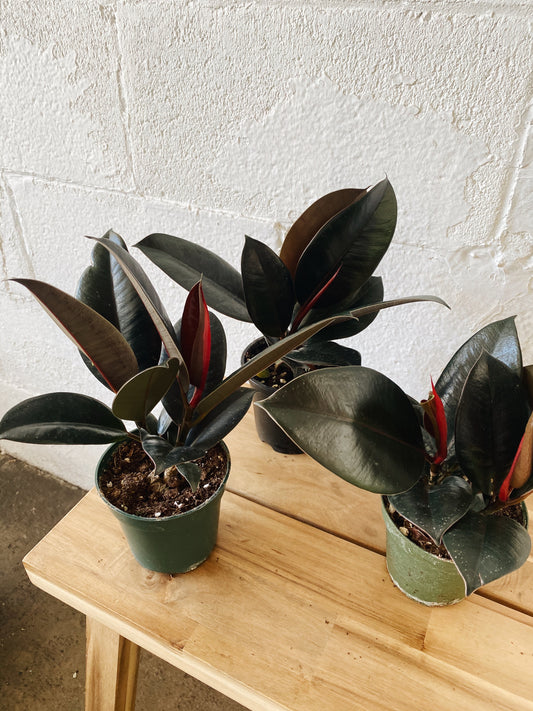 4” Rubber Plant