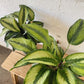 6” Calathea