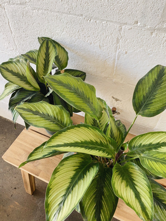 6” Calathea