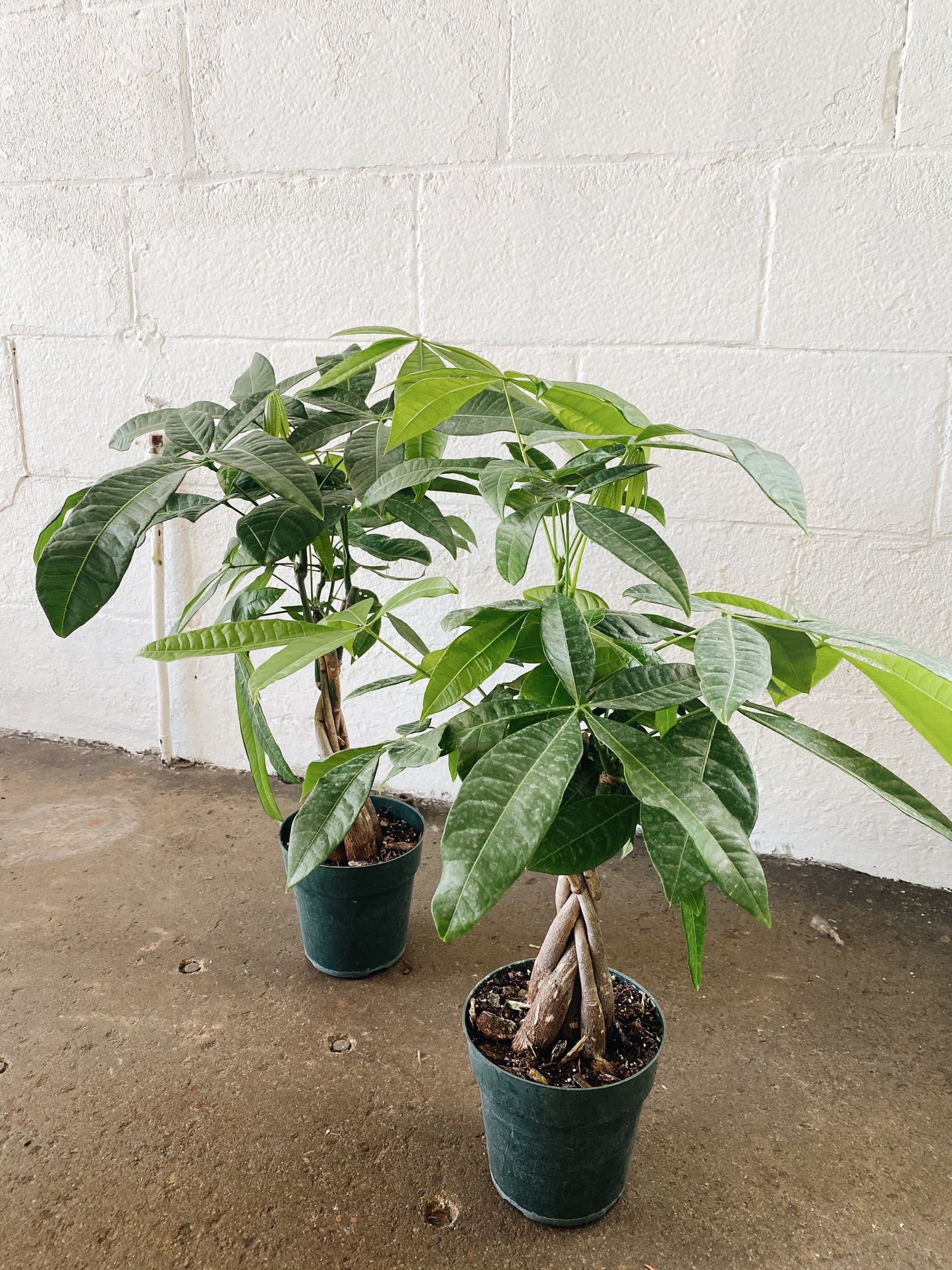 6” Money Tree