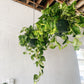 8” Golden Pothos Hanging Basket
