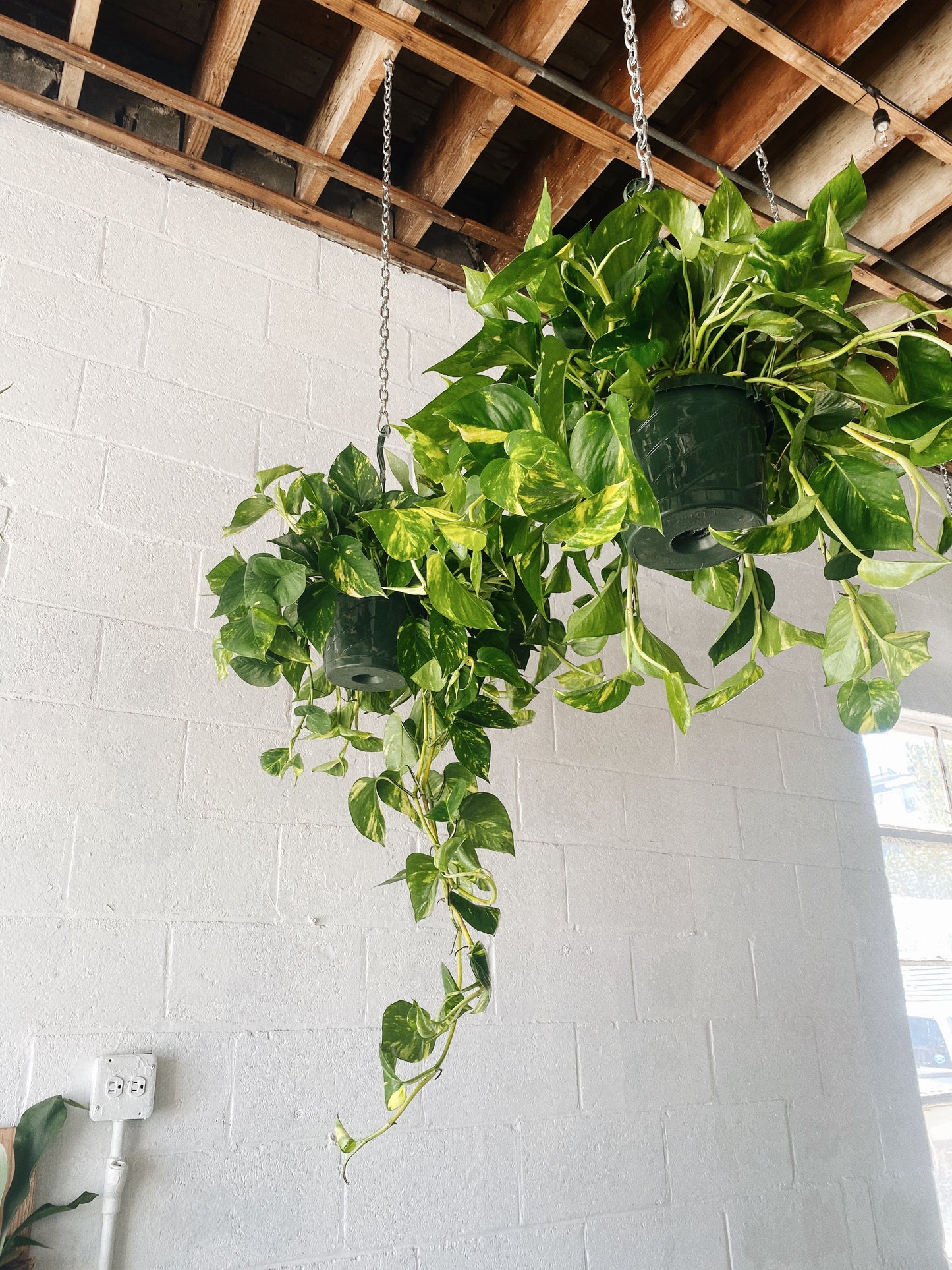 8” Golden Pothos Hanging Basket