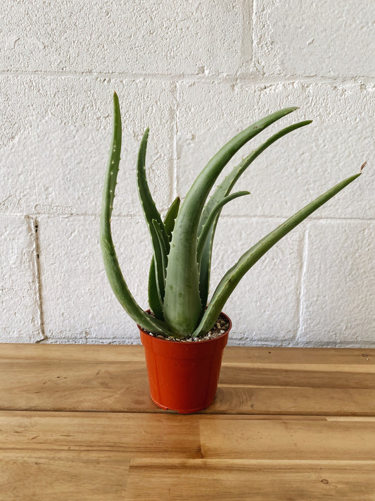 4” Cali Grown Aloe Vera
