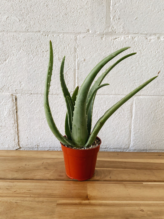 4” Cali Grown Aloe Vera