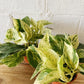 4” Marble Queen Pothos