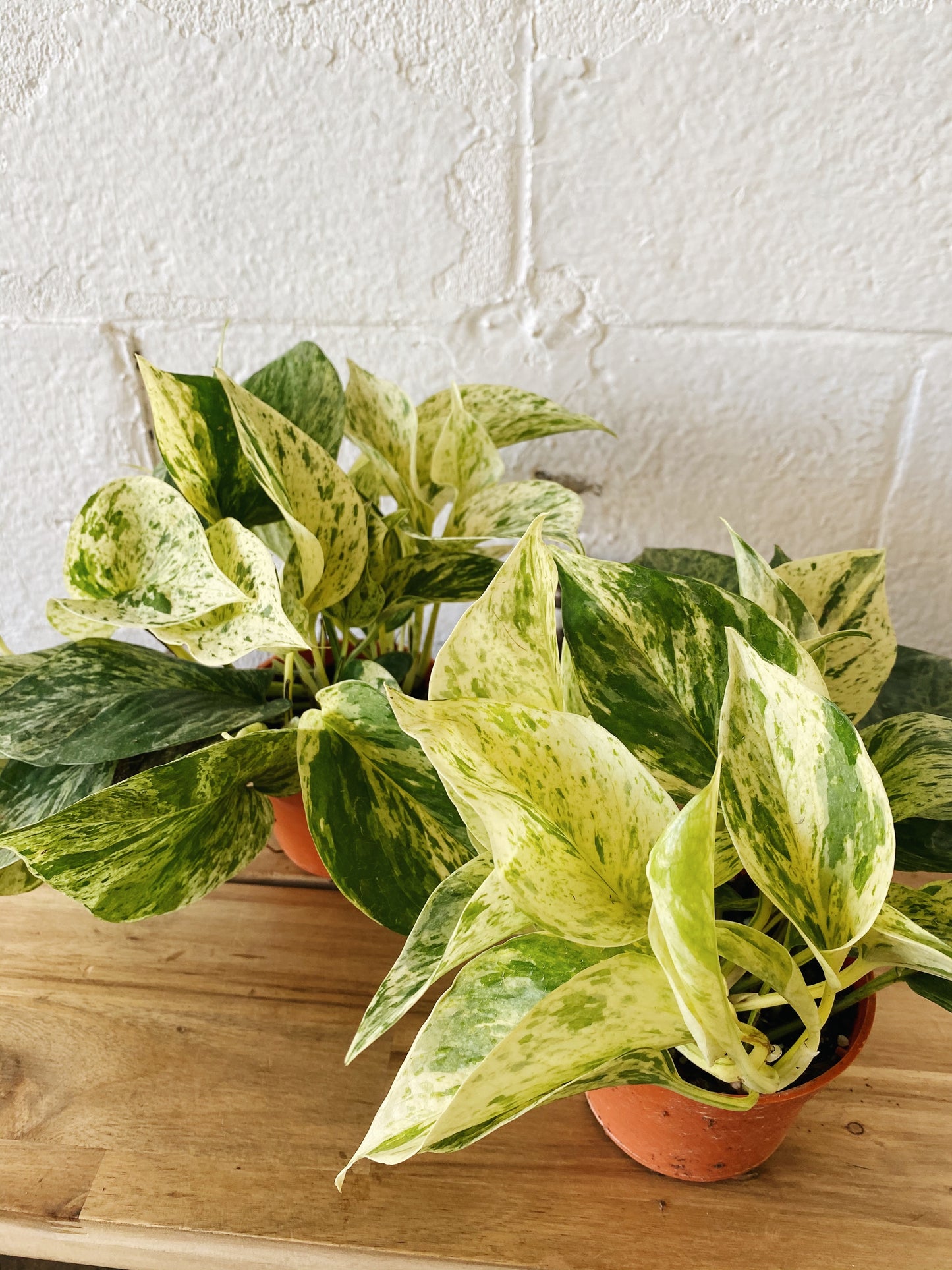 4” Marble Queen Pothos