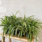 4" Spider Plant