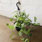 8” Swiss Cheese Hanging Basket