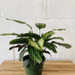 6” Calathea