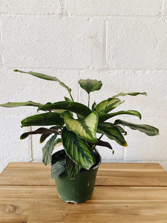 6” Calathea