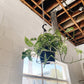 8” Swiss Cheese Hanging Basket