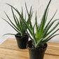 4” Aloe Vera