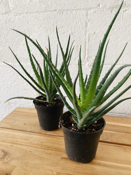 4” Aloe Vera