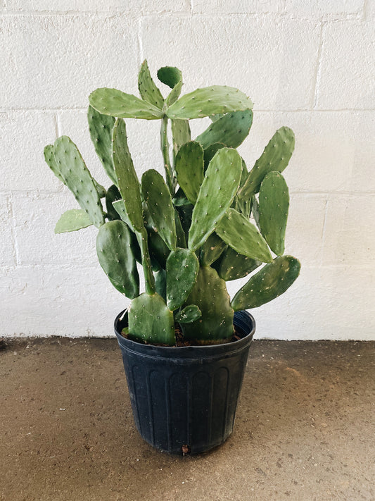 10” Cactus Opuntia